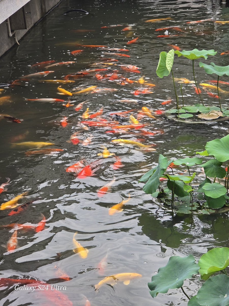 Momo (@pizza_cat_black) on Twitter photo 