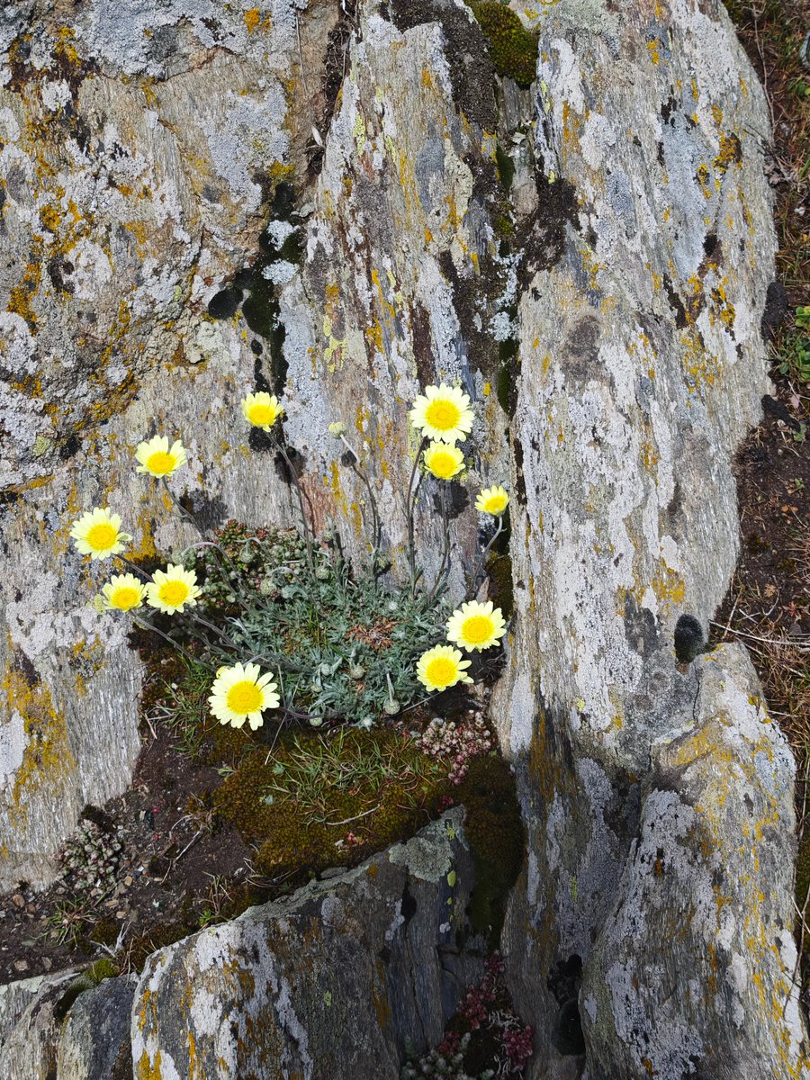 KatySnchez's tweet image. Leucanthemopsis pectinata. flores #rocas #hacerfotos #flores