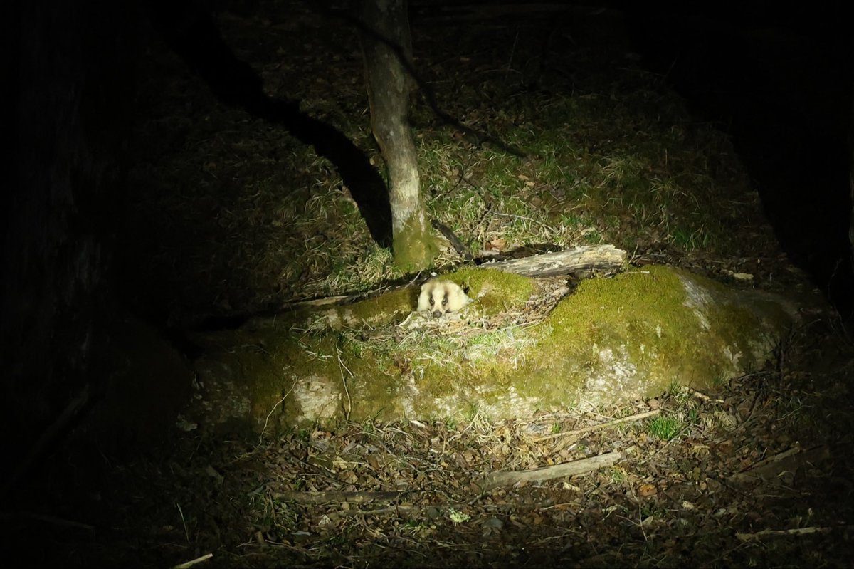 日光自然博物館 tweet media