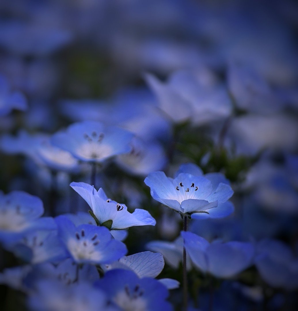 Rain_trader_'s tweet photo. ネモヒィラ　撮ってきた

#TLを花でいっぱいにしよう
#キリトリセカイ
#ファインダー越しの私の世界 https://t.co/qSswPFuwg6