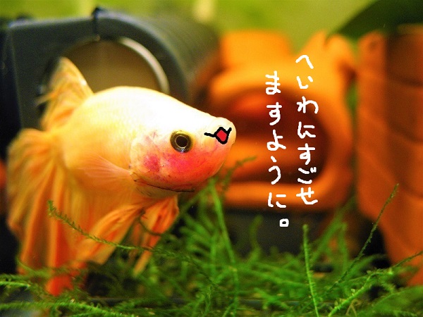 高木宣孝⇔アルゴ･ガルスキー tweet media