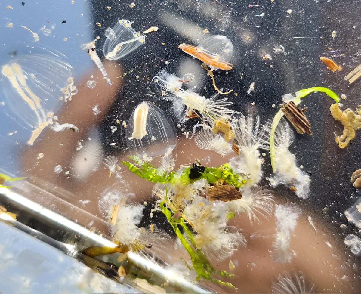 hokuseiken's tweet photo. 今日はプランクトン採集をしました。
面白い生き物採れたかな https://t.co/IhWhg13CC9