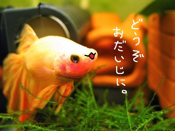 高木宣孝⇔アルゴ･ガルスキー tweet media