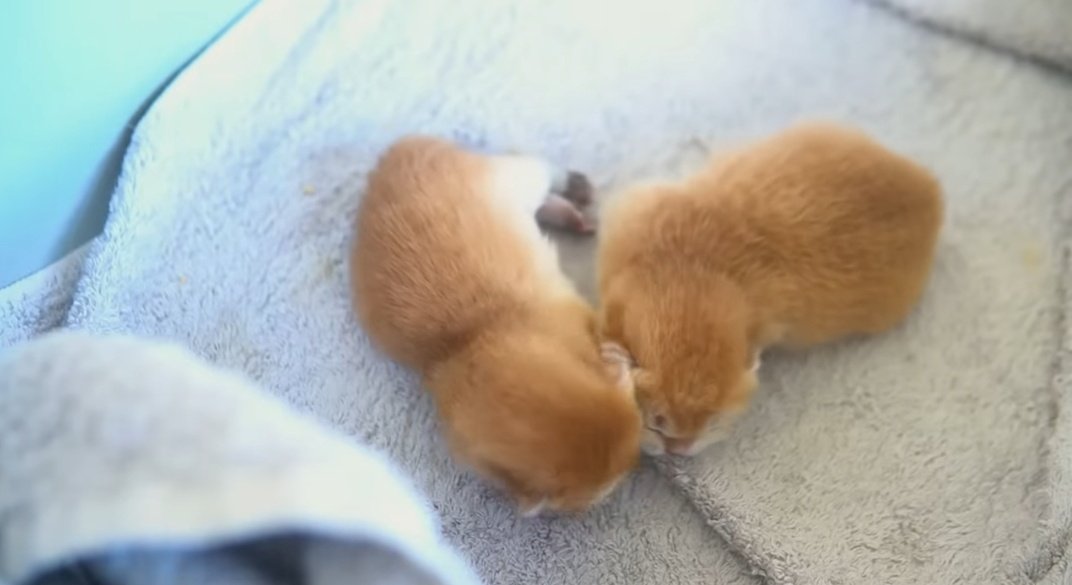 الين tweet media