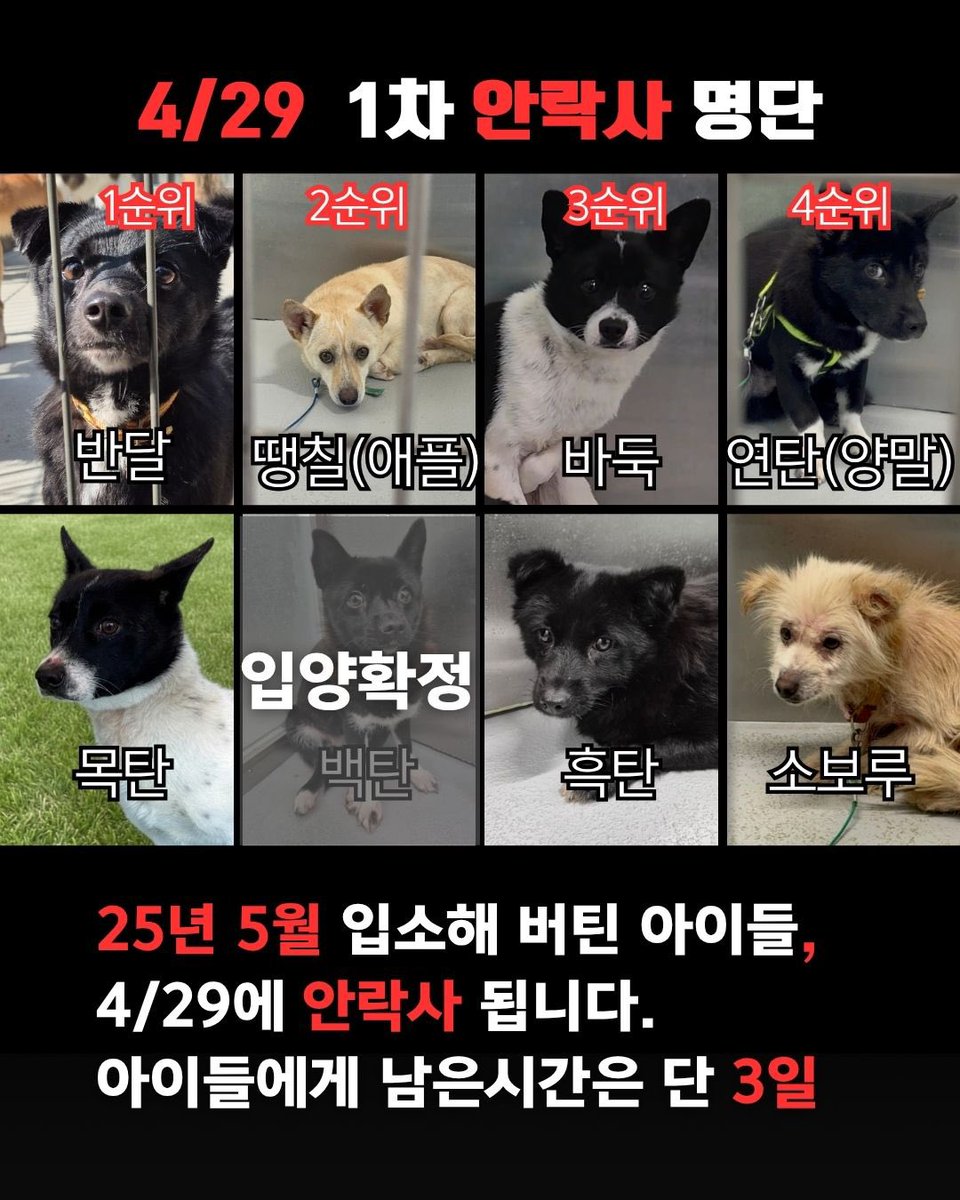 5/13 안락사🚨홍성 유기견 입양 홍보 tweet media