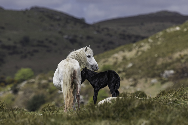 snelgrovephoto's tweet photo. 🐴 Foal Season on Dartmoor… one of the most special times of year

Late April into May is when new life arrives on the moor.

Foals finding their feet, staying close to their mothers, and slowly beginning to understand the world around them.

It’s a privilege to witness… and even more so to photograph.

At this time of year, I always keep my distance. Mares will often foal away from the herd and remain separate for those early weeks, so I switch to longer lenses (200mm+) to observe without intrusion. 

These early moments are about bonding, and it’s important we respect that.

As the days pass, curiosity begins to take over.
Foals will often approach… and when they do, I quietly step back.

Giving them space is everything.

From a photography perspective, I’ll nearly always lower myself, sitting or lying on the ground, to shoot at their level. It keeps their perspective natural and helps create a more intimate connection in the image.

It’s a short window, and it changes quickly.
Within weeks, those tentative first steps turn into energy, play, and independence.

These moments… this is what Dartmoor is all about.

#wilddartmoor #horsephotography #snelgrove #equinephotography #photographyworkshop #dartmoor