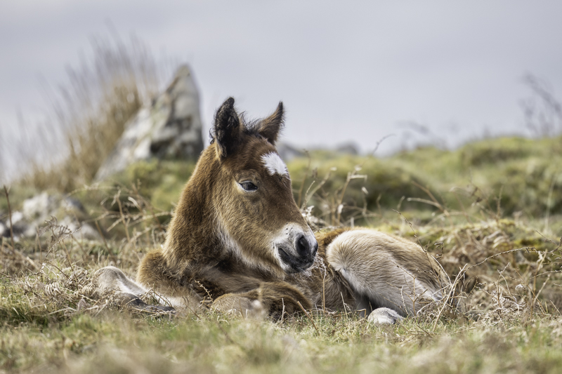 snelgrovephoto's tweet photo. 🐴 Foal Season on Dartmoor… one of the most special times of year

Late April into May is when new life arrives on the moor.

Foals finding their feet, staying close to their mothers, and slowly beginning to understand the world around them.

It’s a privilege to witness… and even more so to photograph.

At this time of year, I always keep my distance. Mares will often foal away from the herd and remain separate for those early weeks, so I switch to longer lenses (200mm+) to observe without intrusion. 

These early moments are about bonding, and it’s important we respect that.

As the days pass, curiosity begins to take over.
Foals will often approach… and when they do, I quietly step back.

Giving them space is everything.

From a photography perspective, I’ll nearly always lower myself, sitting or lying on the ground, to shoot at their level. It keeps their perspective natural and helps create a more intimate connection in the image.

It’s a short window, and it changes quickly.
Within weeks, those tentative first steps turn into energy, play, and independence.

These moments… this is what Dartmoor is all about.

#wilddartmoor #horsephotography #snelgrove #equinephotography #photographyworkshop #dartmoor