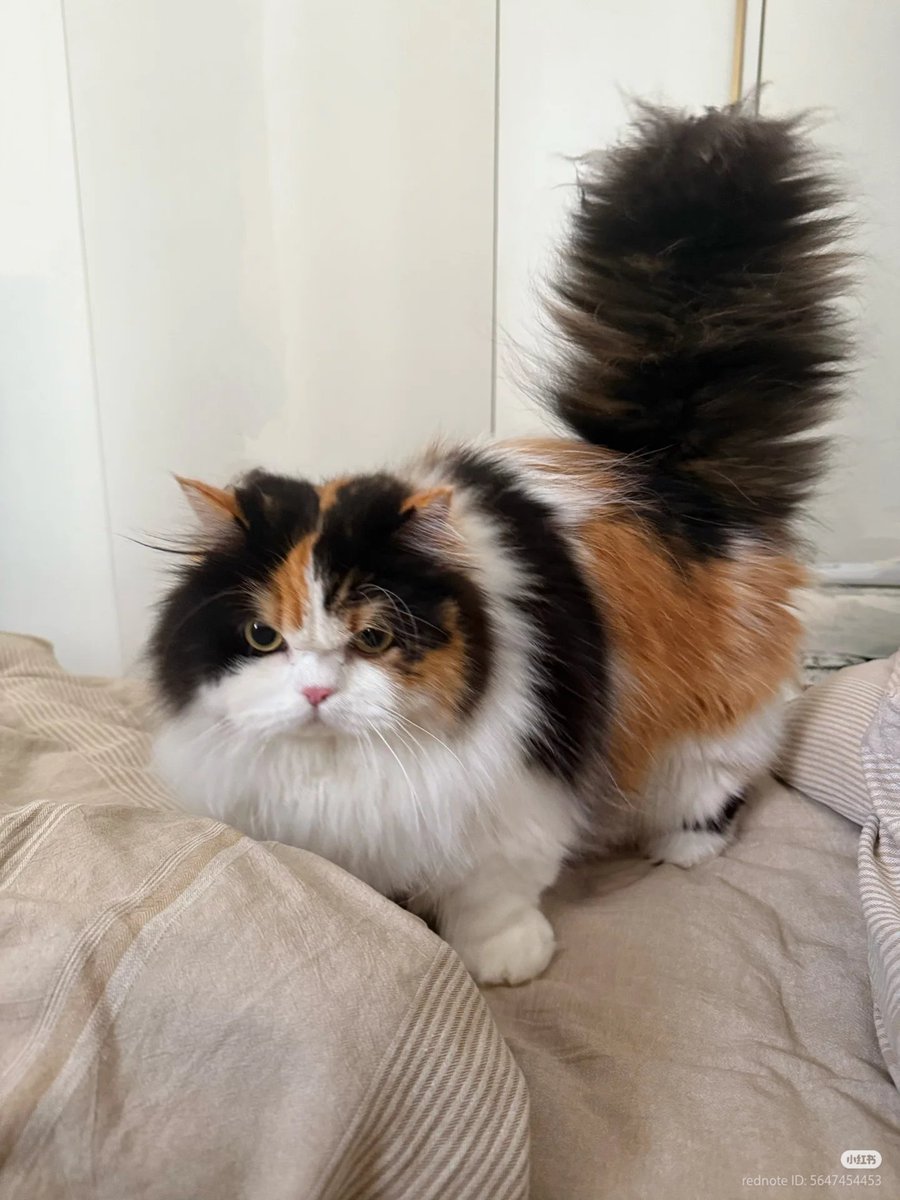 No Context Cats tweet media