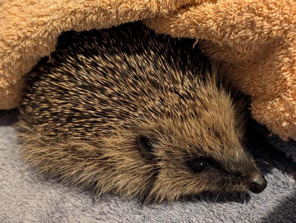 Caerphilly Hedgehog Rescue tweet media