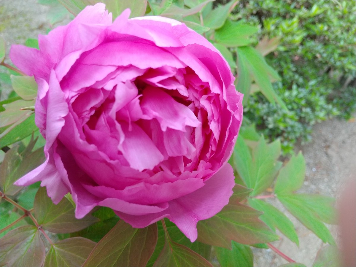 我が家の牡丹
ほころんできました！