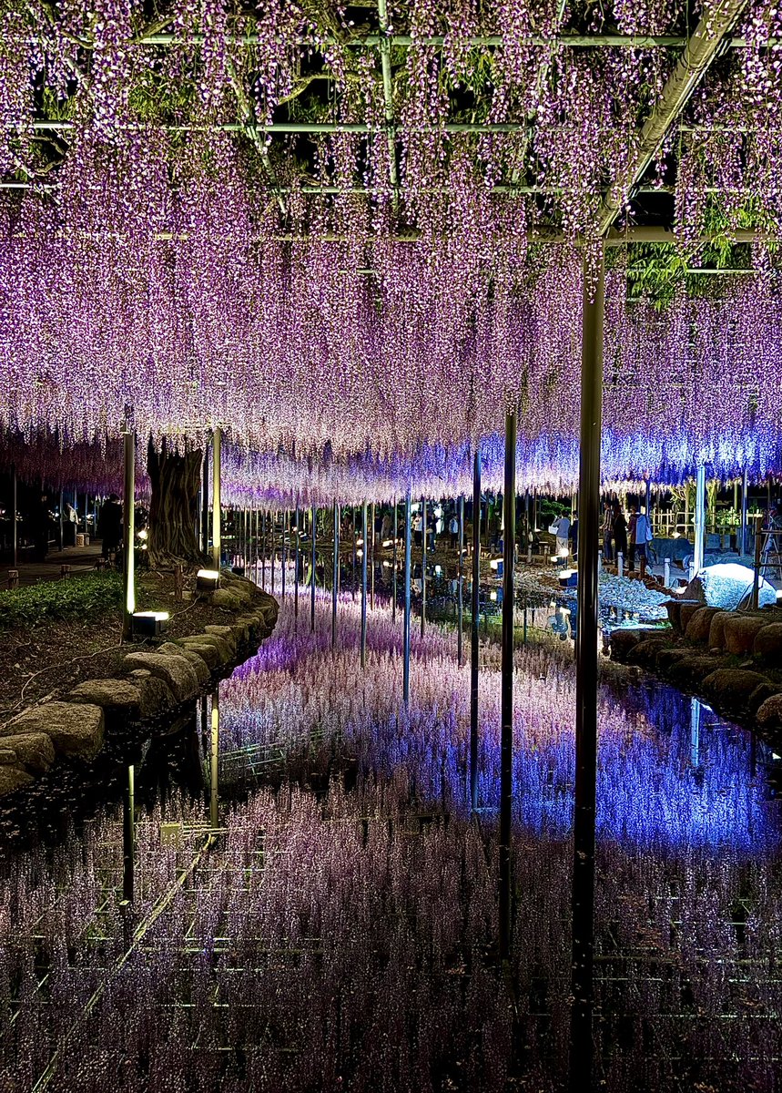 UZwgw3's tweet image. 美しく咲いた藤が
春の夜に輝いていました✨
#天王川公園 #iPhone