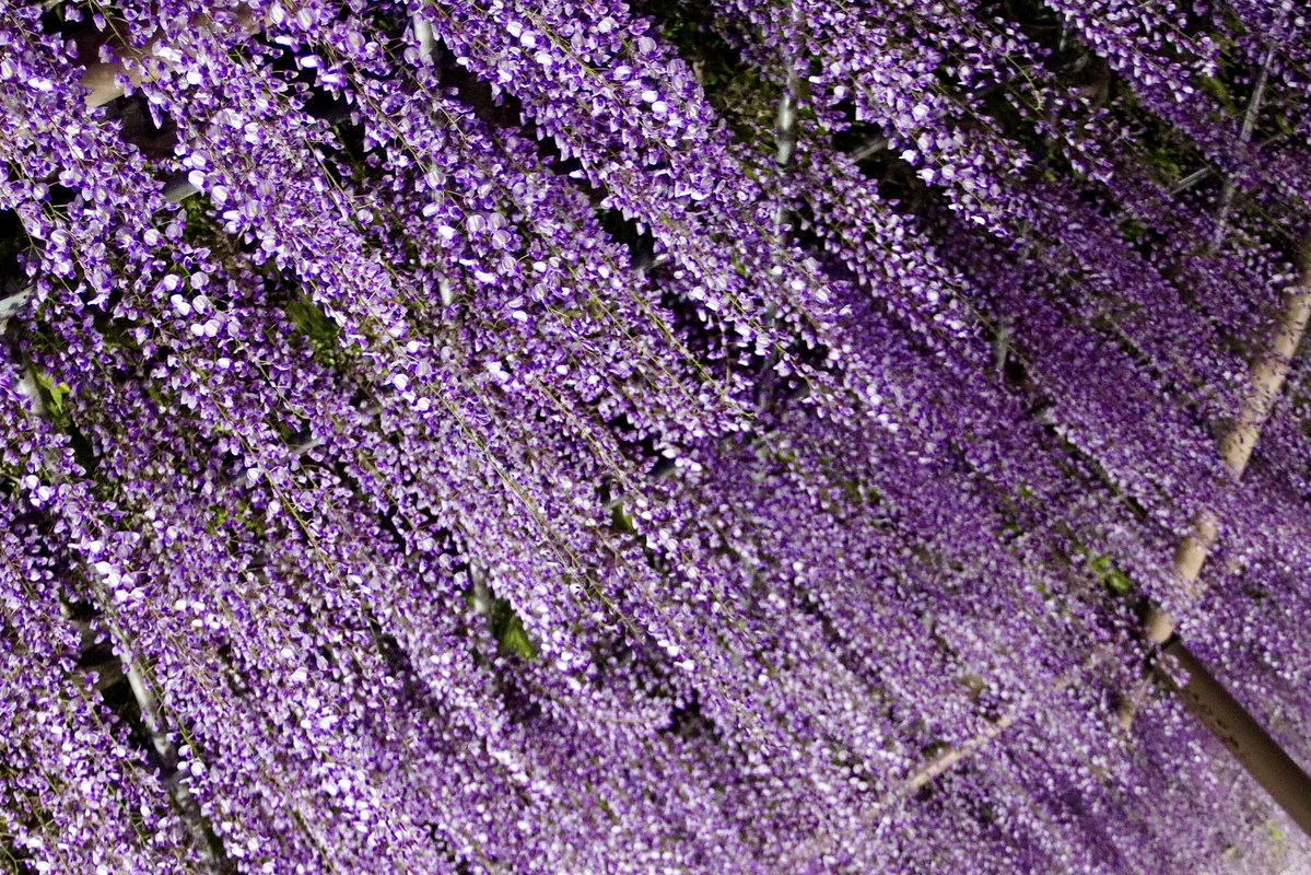 UZwgw3's tweet image. 美しく咲いた藤が
春の夜に輝いていました✨
#天王川公園 #iPhone