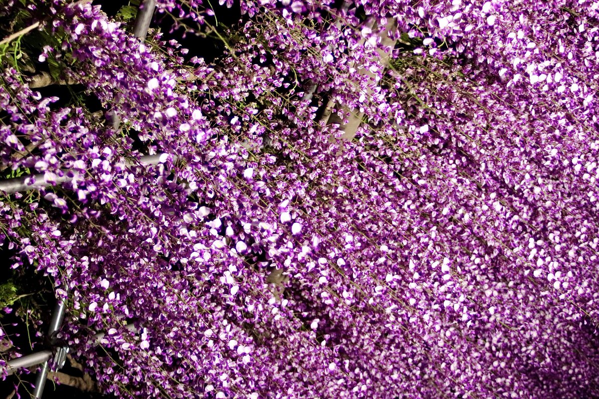 UZwgw3's tweet image. 美しく咲いた藤が
春の夜に輝いていました✨
#天王川公園 #iPhone