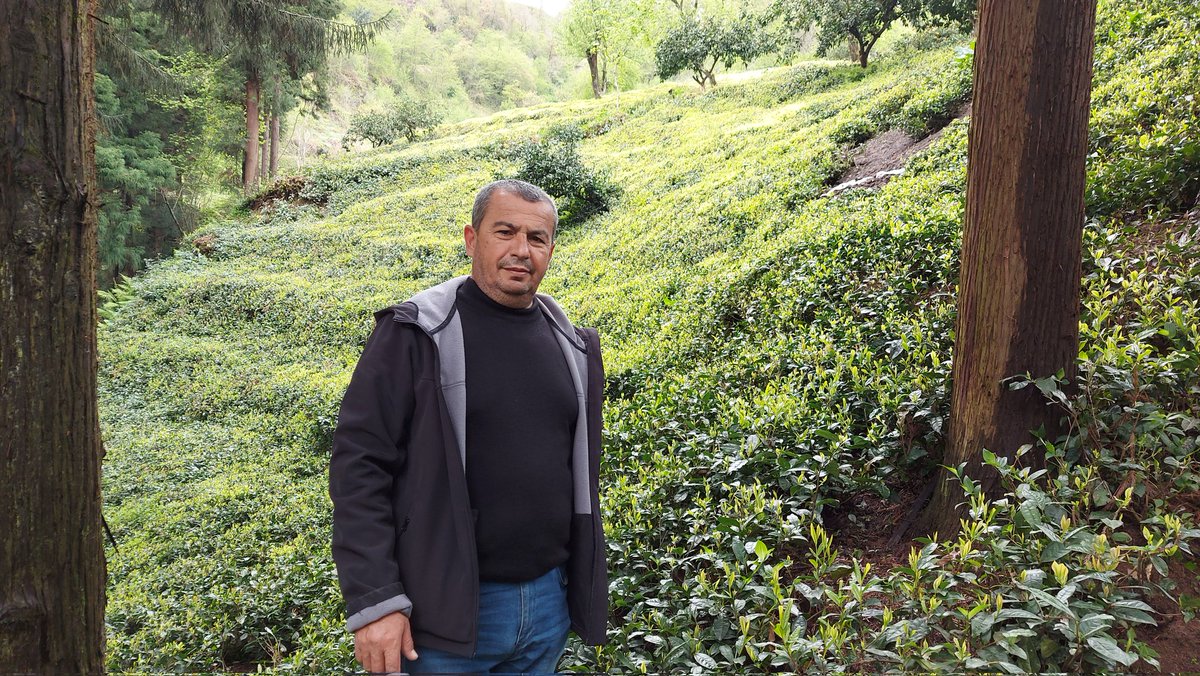 Rize #ÇAY bahçesi...