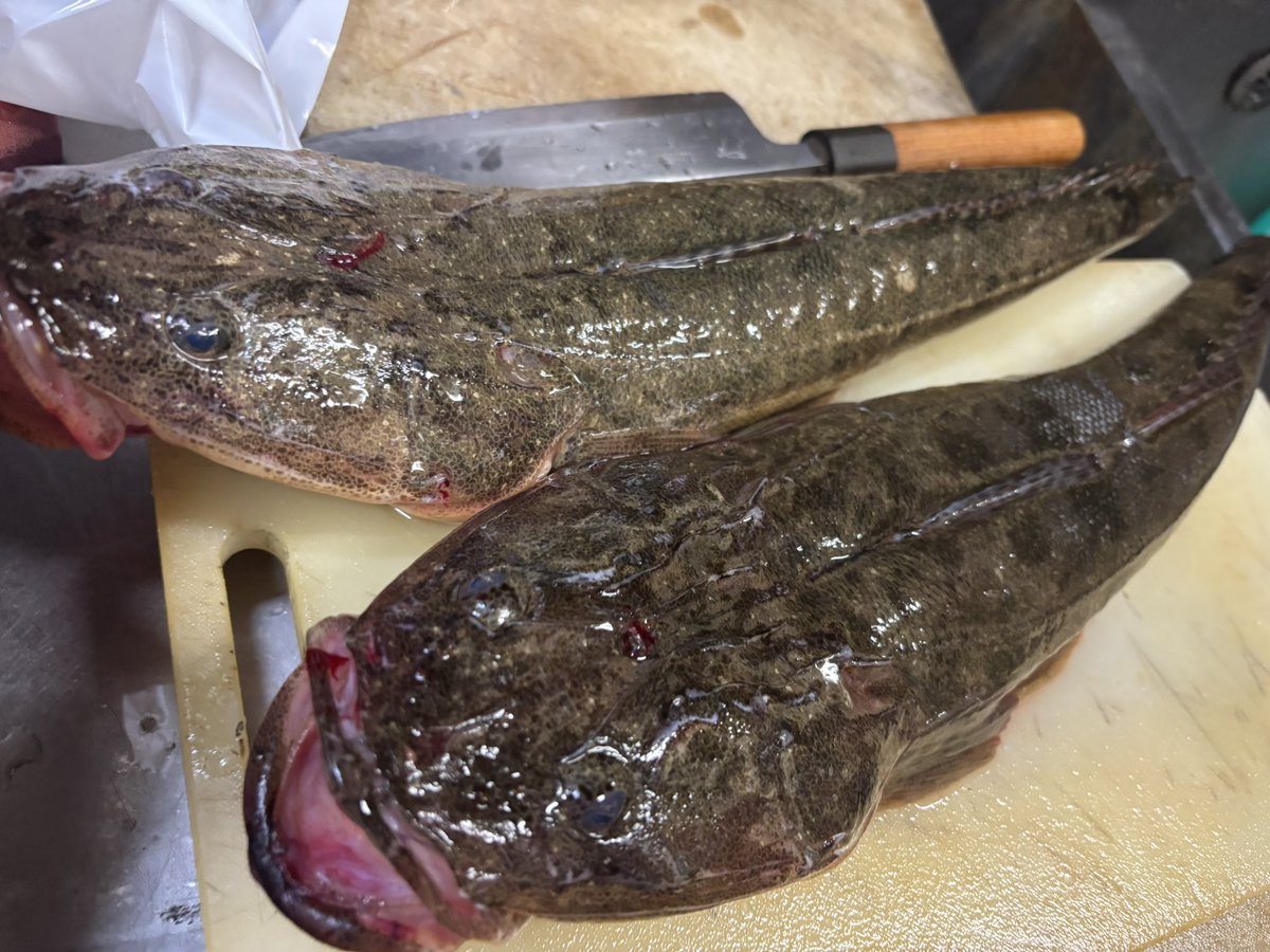 釣り名人コロ助様より釣りたての江戸前マゴチ届きました〜お寿司お刺身でどうぞ！　#江戸前マゴチ