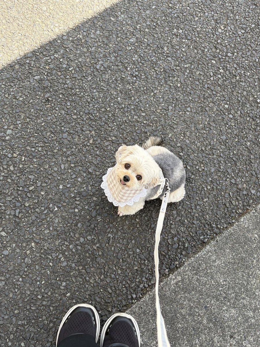 ぽた tweet media