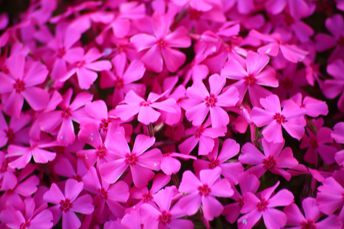 drystknights's tweet image. 芝桜アップしてアップ
#写真好きな人と繋がりたい #キヤノン #CANON #EOS5DMark3  #レトロ #カメラ #ファインダー越しの私の世界 #photo #photography