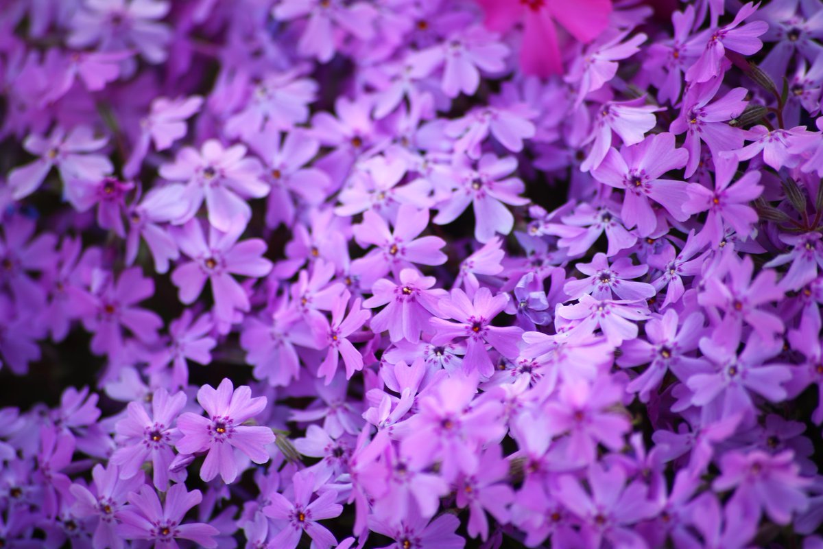 drystknights's tweet image. 芝桜アップしてアップ
#写真好きな人と繋がりたい #キヤノン #CANON #EOS5DMark3  #レトロ #カメラ #ファインダー越しの私の世界 #photo #photography