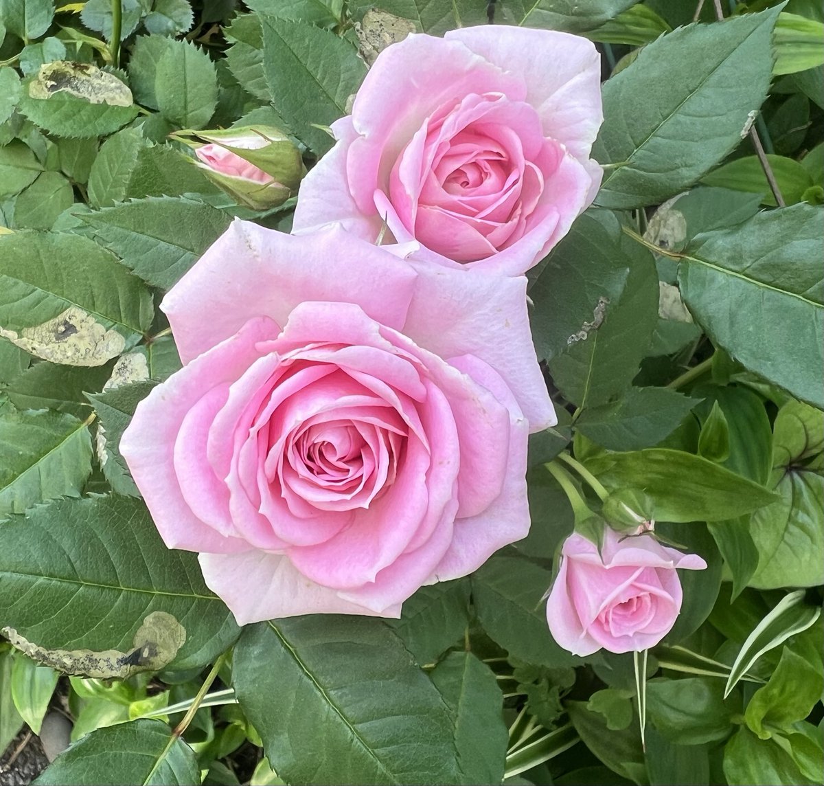 🌸相葉ゆきこ🌸声優₍ᐢ.ˬ.ᐡ₎ .ᐟ tweet media