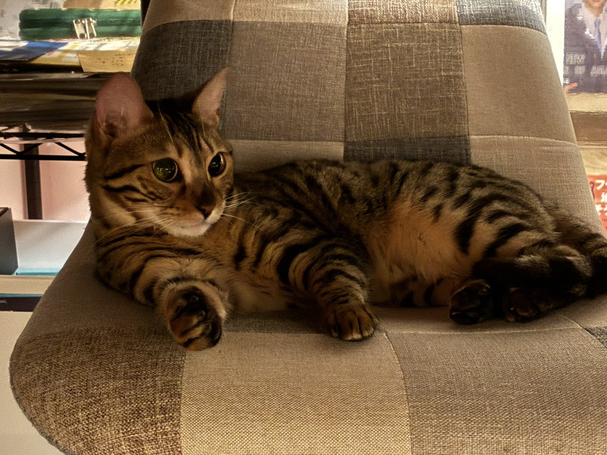 nyujomuryo's tweet image. こんなとこにいた🐈

#iLY
#ベンガル