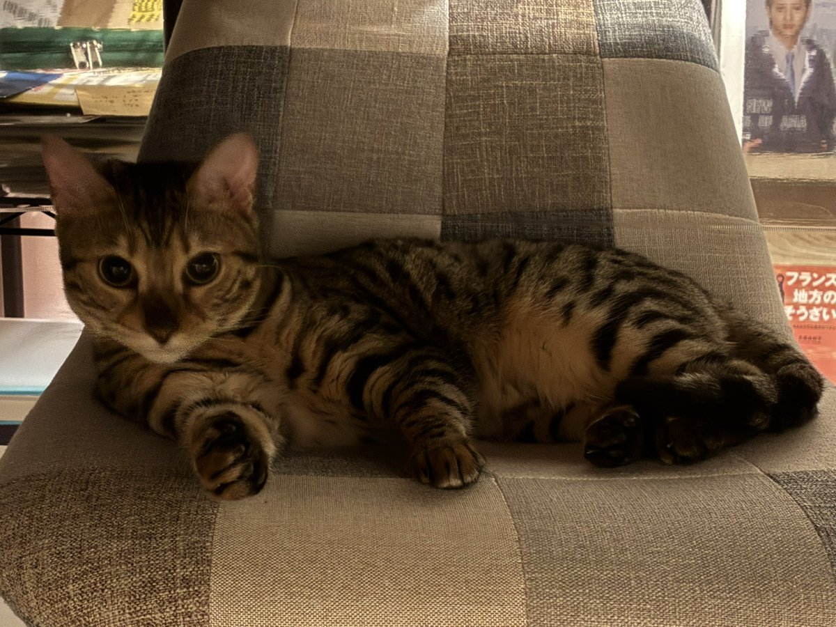 nyujomuryo's tweet image. こんなとこにいた🐈

#iLY
#ベンガル