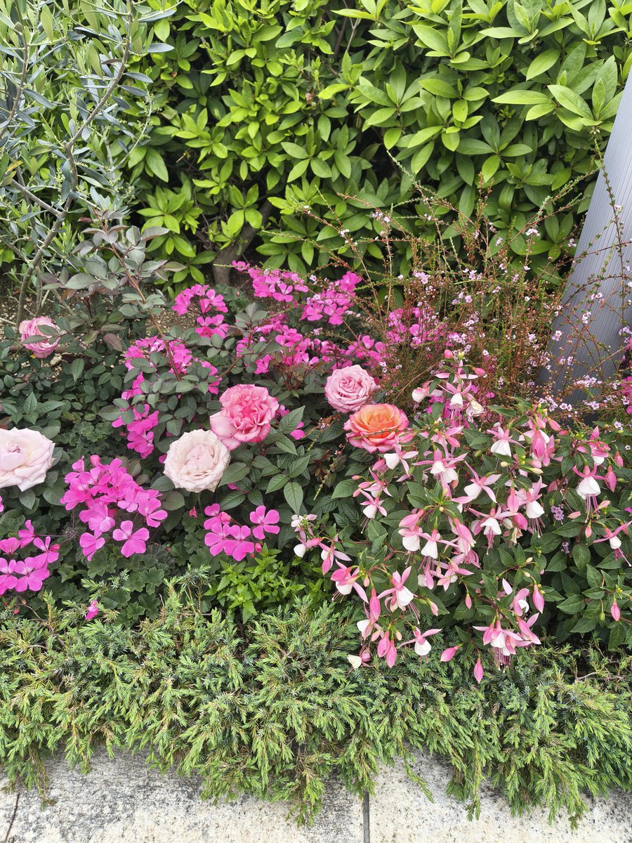 白いちご tweet media