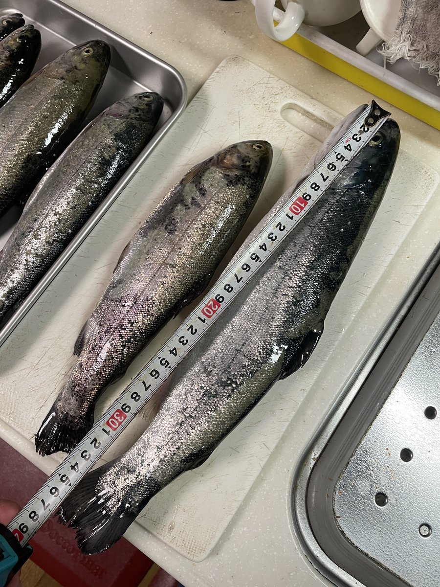 久々のエリアトラウト🎣
7キャッチでした！
2026.4.26 川場フィッシングプラザPM券