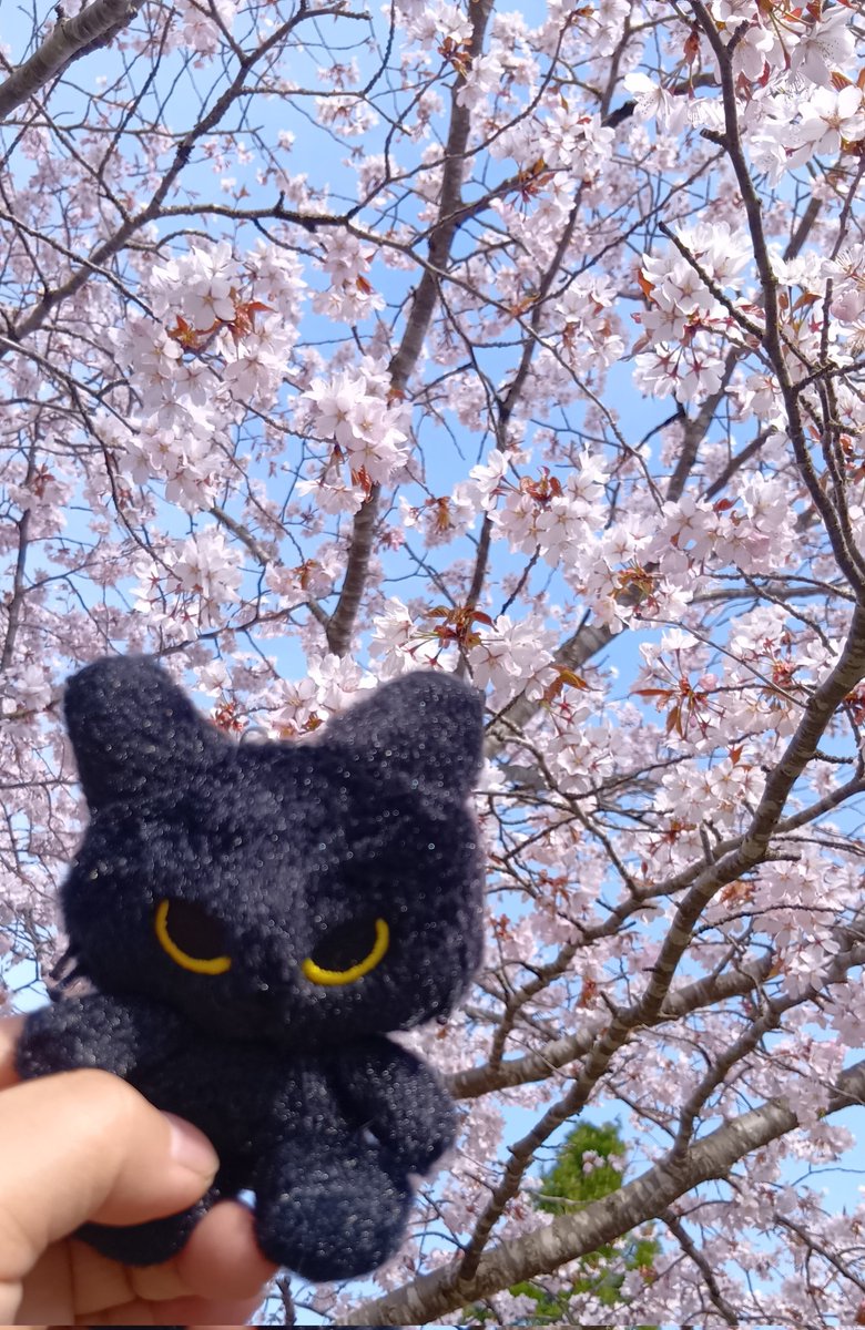 地元では今週やっと桜が満開になりました🌸
