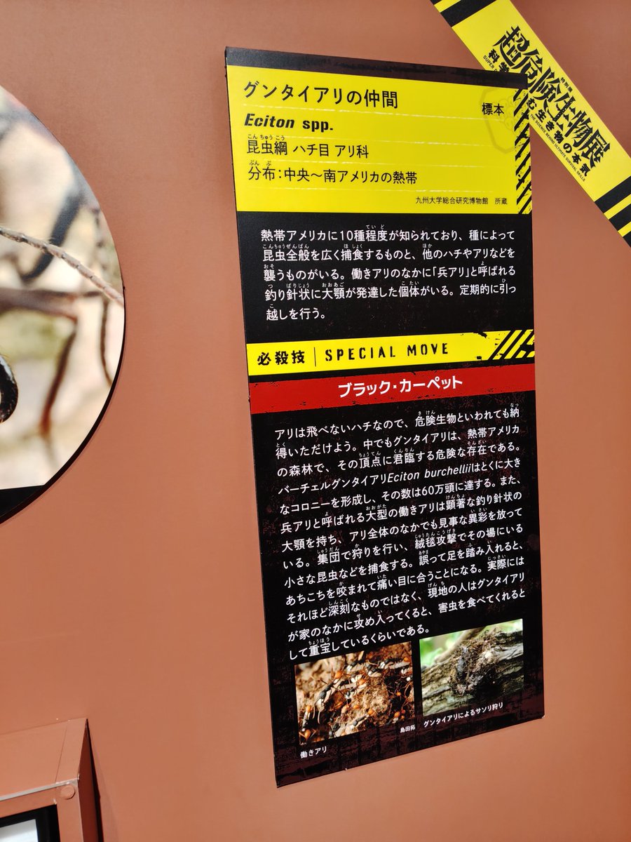 超危険生物展行きましたが……
アリは🐜
飛べない蜂🐝
とゆうことが分かりました🐜🐝