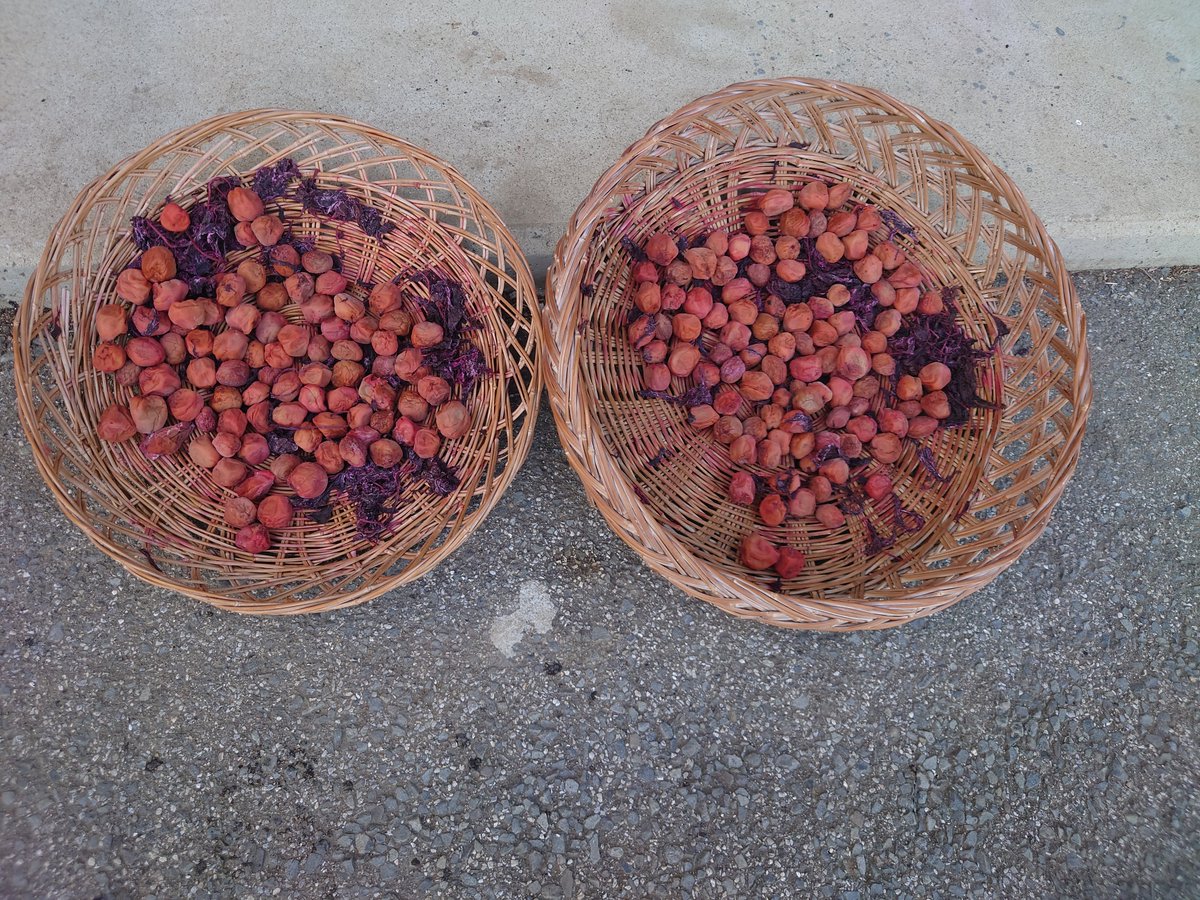 はぅあ＠本能の共犯者 tweet media