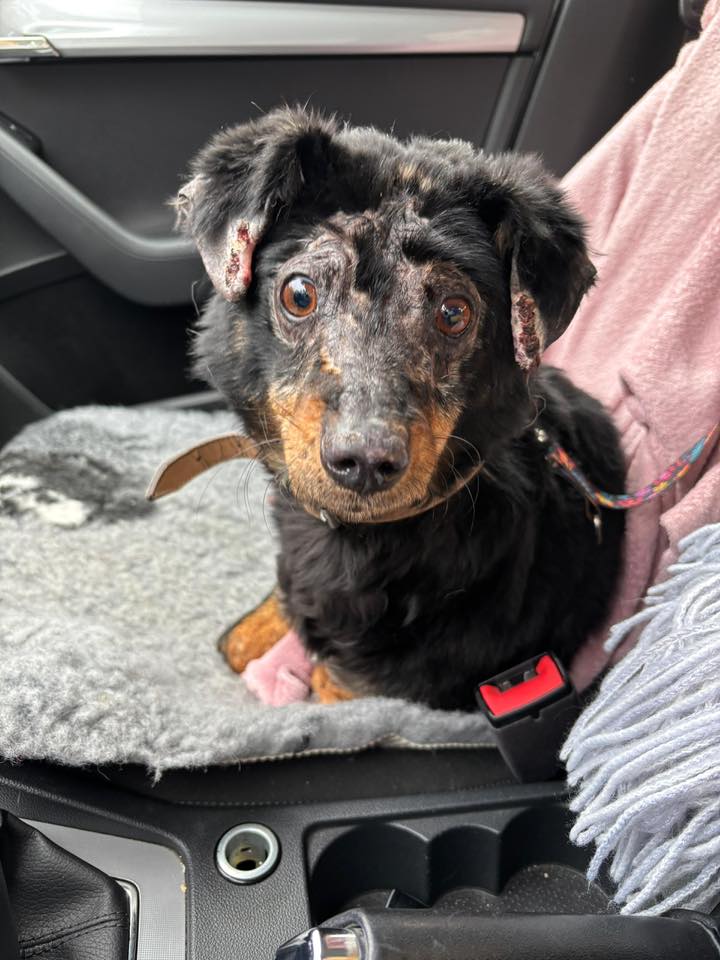 Robwalka Wolf tweet media