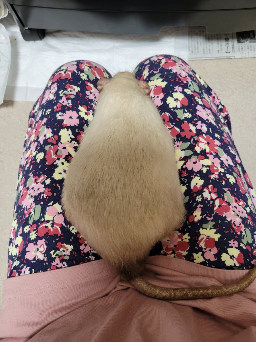 おもっ

#ファンシーラット の オーシ