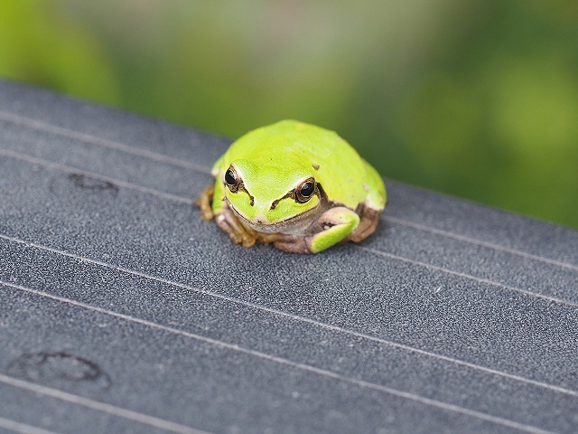 ベンチで出迎えてくれた

小さなアマガエル

少し眠そうでした

  #アマガエル 
 #やしろの森