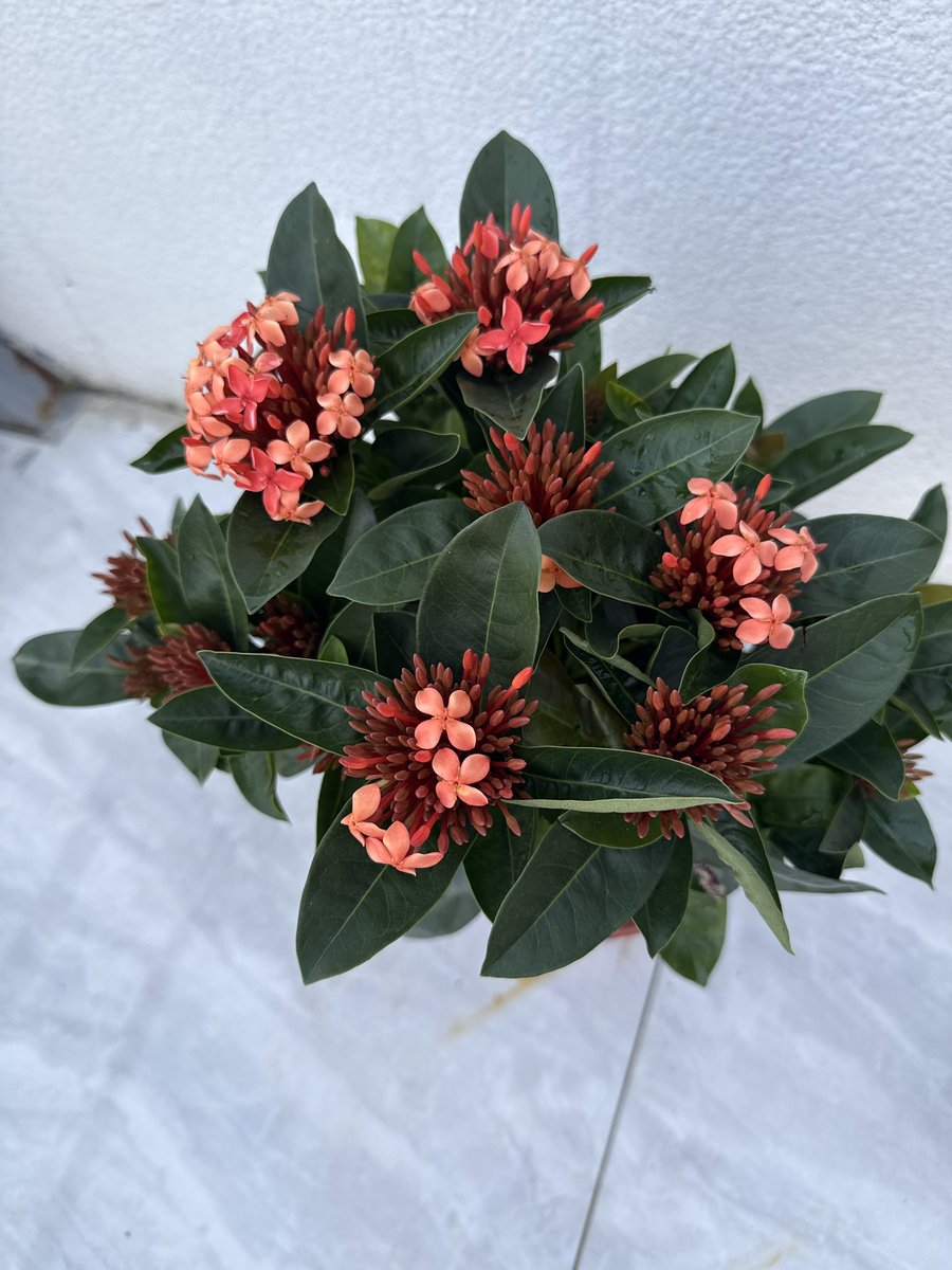 John Dutton tweet media