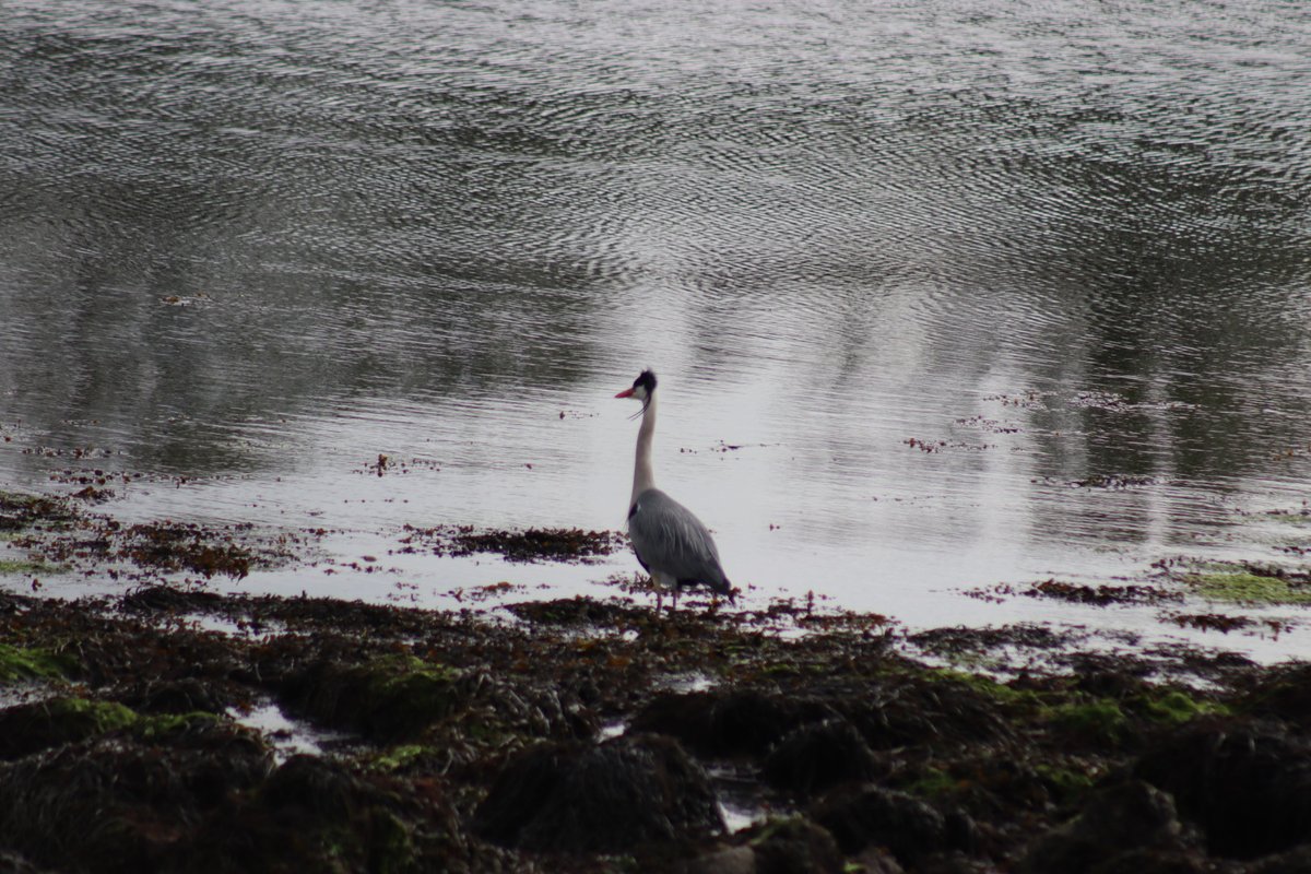BDuffma's tweet image. #Clare #Burren #ThePhotoHour 🟡🔵🖤🤍💚💛⚪️⚫️ #200daysofwalking