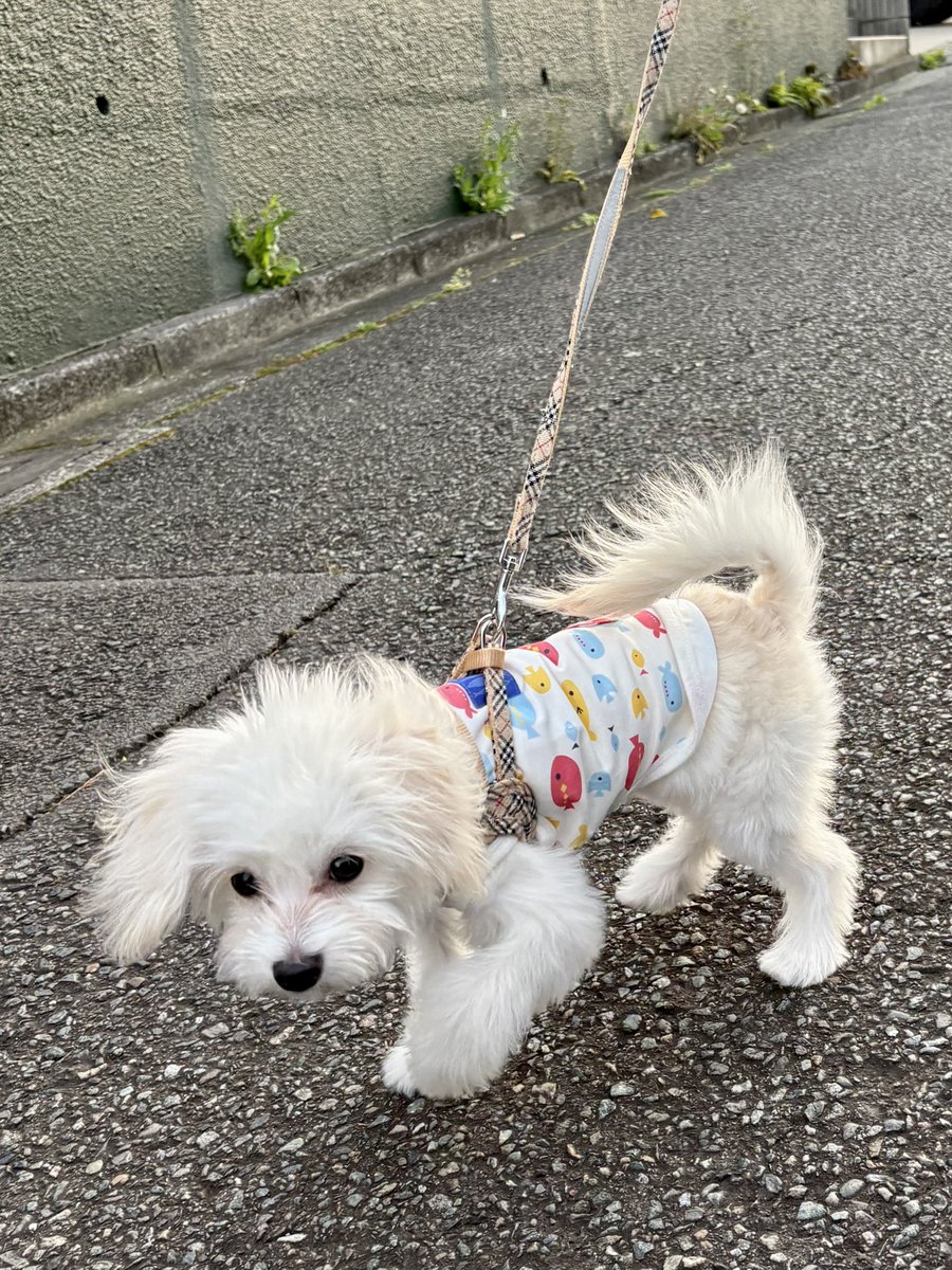 BamBooPapi's tweet photo. おさんぽデビュー💓
警察犬のようにくんくんしてたね😊 https://t.co/obi5VqHZUF