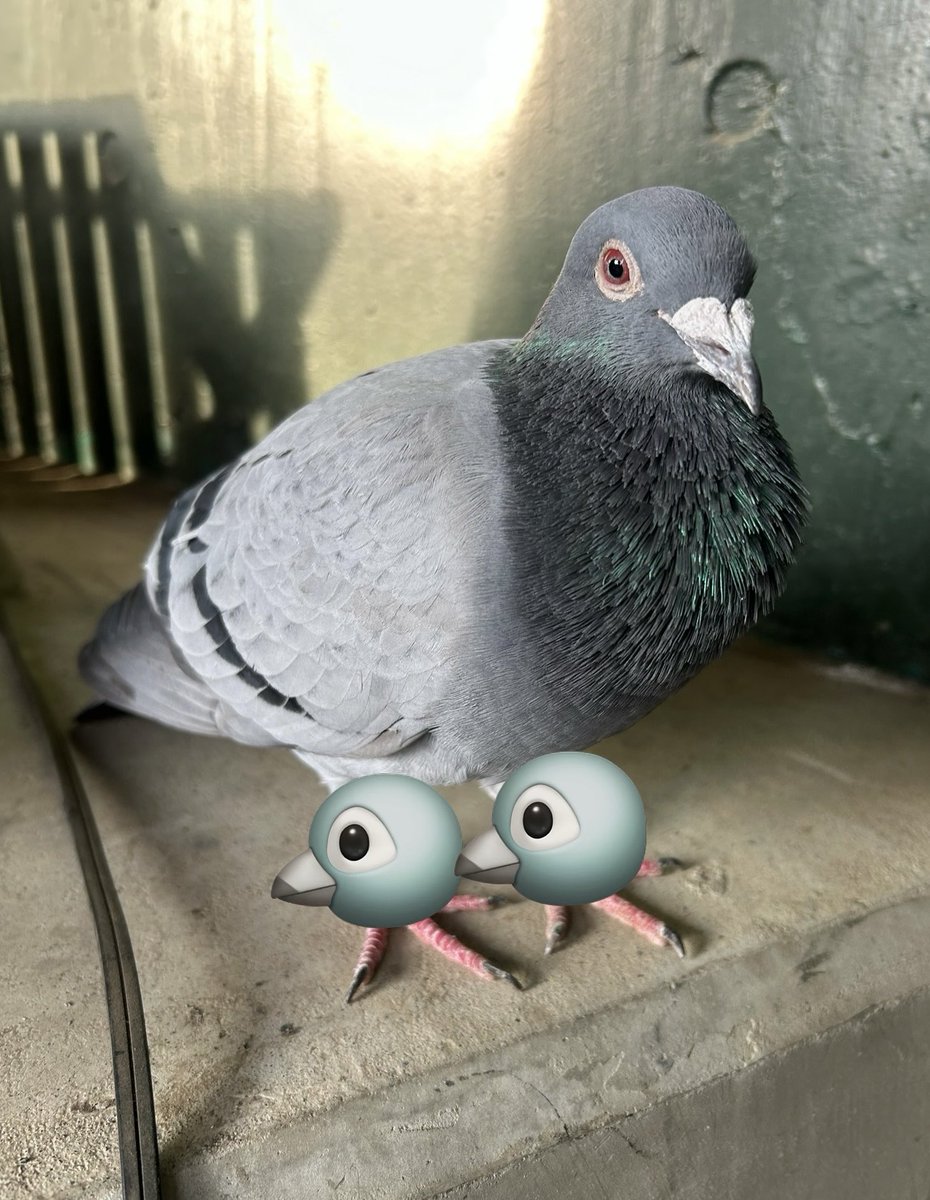 中村晃大@スポーツ報知MLB担当 tweet media