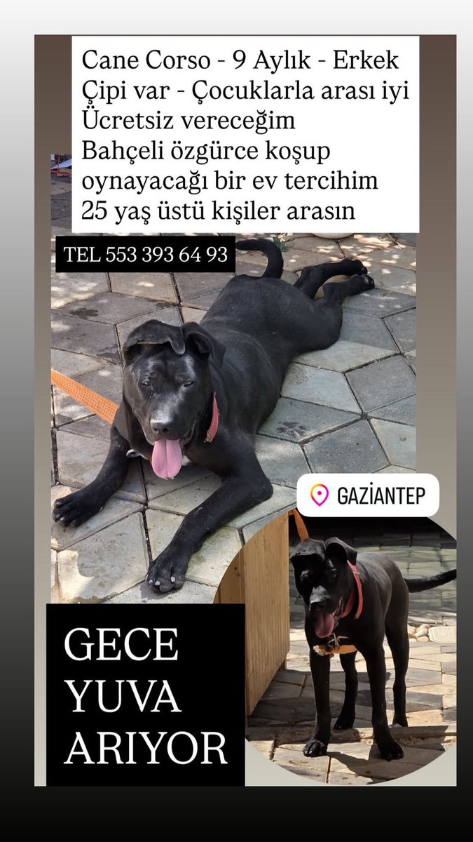 bsdntrstry's tweet photo. böyle bir ilan var hayvanasever arkadaşlarım paylaşır mıyız acaba? https://t.co/Bkq5966rYI