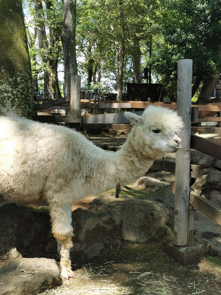 BldMiya's tweet photo. アルパカちゃんに会いに、三島 楽寿園 へ。
新緑の中のお散歩は最高。
食いしん坊女子、あかりちゃん。
楽寿園では、ふいにカワセミちゃんにも
出会う事ができます。
ほっこりのんびりが足りない方は楽寿園へ。

#楽寿園 #アルパカ #三島市 #静岡 #GWは伊豆へ  #癒しの動物 #三島好き #カワセミ https://t.co/G9M8HIJhJi