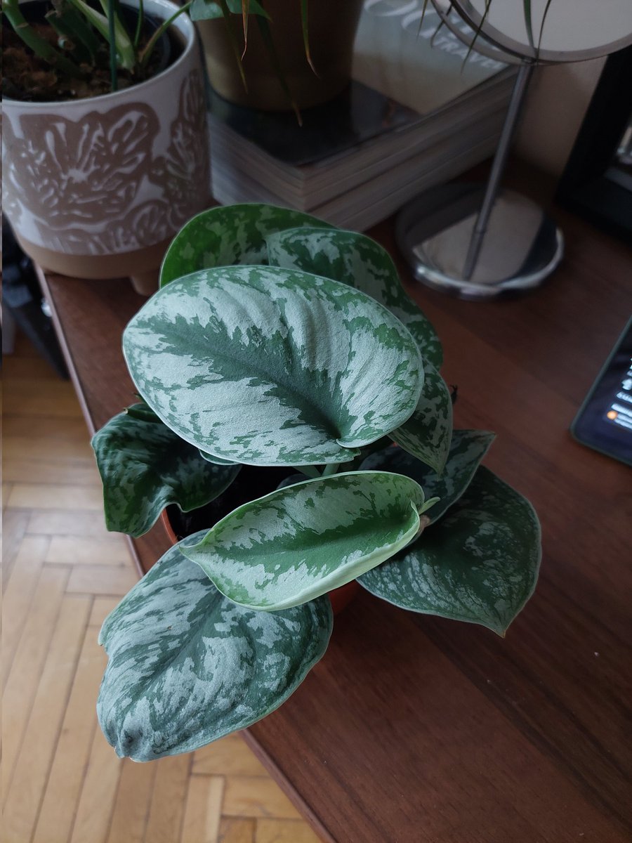 叶忘昔🐍 tweet media