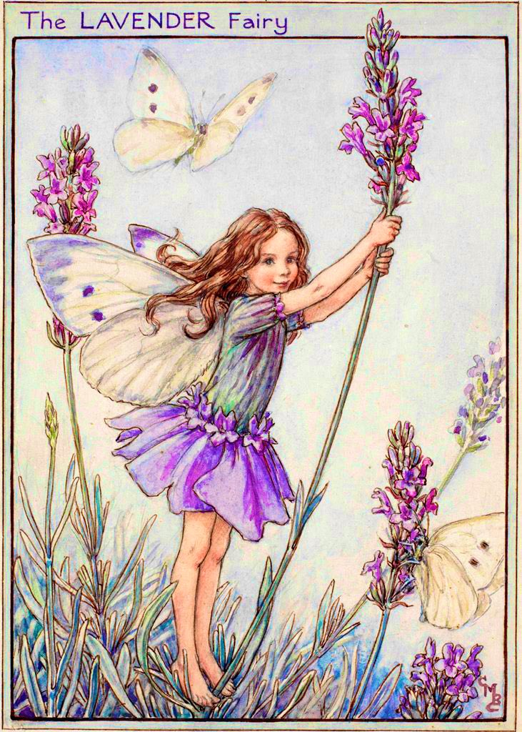 frome_maude's tweet photo. In Shakespeare’s time the lavender flower was vital. It was used in baking &amp; making conserves &amp; also medicinally to ease migraines. As a perfume it enhanced pretty much everything, including clothes &amp; homes, with its oil being distilled for the first time. #FolkloreSunday https://t.co/wzdTaCNahR
