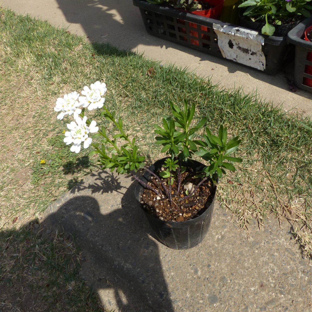 mt1043's tweet photo. 植物の復活、その2。もう花は終わりましたが、夏にネキリムシと暑さも加わって、茎が1,2本で葉もほとんど無いくらい瀕死のイベリスも、草姿は悪いですがたくさん咲いてくれました。1枚めは去年復活した様子で、2枚めが少し前に撮ったものです。 #園芸 #ガーデニング https://t.co/9sFiHXWnZl