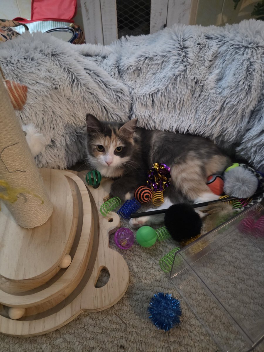 Matthew Thompson tweet media