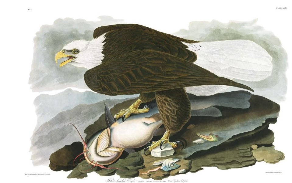 LandofLoreFilms's tweet photo. #otd Today is "Audubon Day" honouring John James Audubon, French- American ornithologist and painter; known for his detailed illustrations of North American birds. #folkloresunday https://t.co/IUDaYbRcQ8
