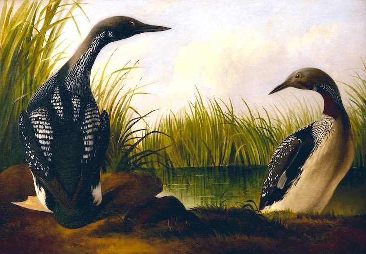 LandofLoreFilms's tweet photo. #otd Today is "Audubon Day" honouring John James Audubon, French- American ornithologist and painter; known for his detailed illustrations of North American birds. #folkloresunday https://t.co/IUDaYbRcQ8