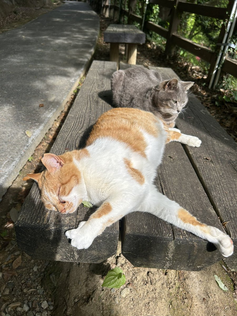 碧(あお)🚙 tweet media