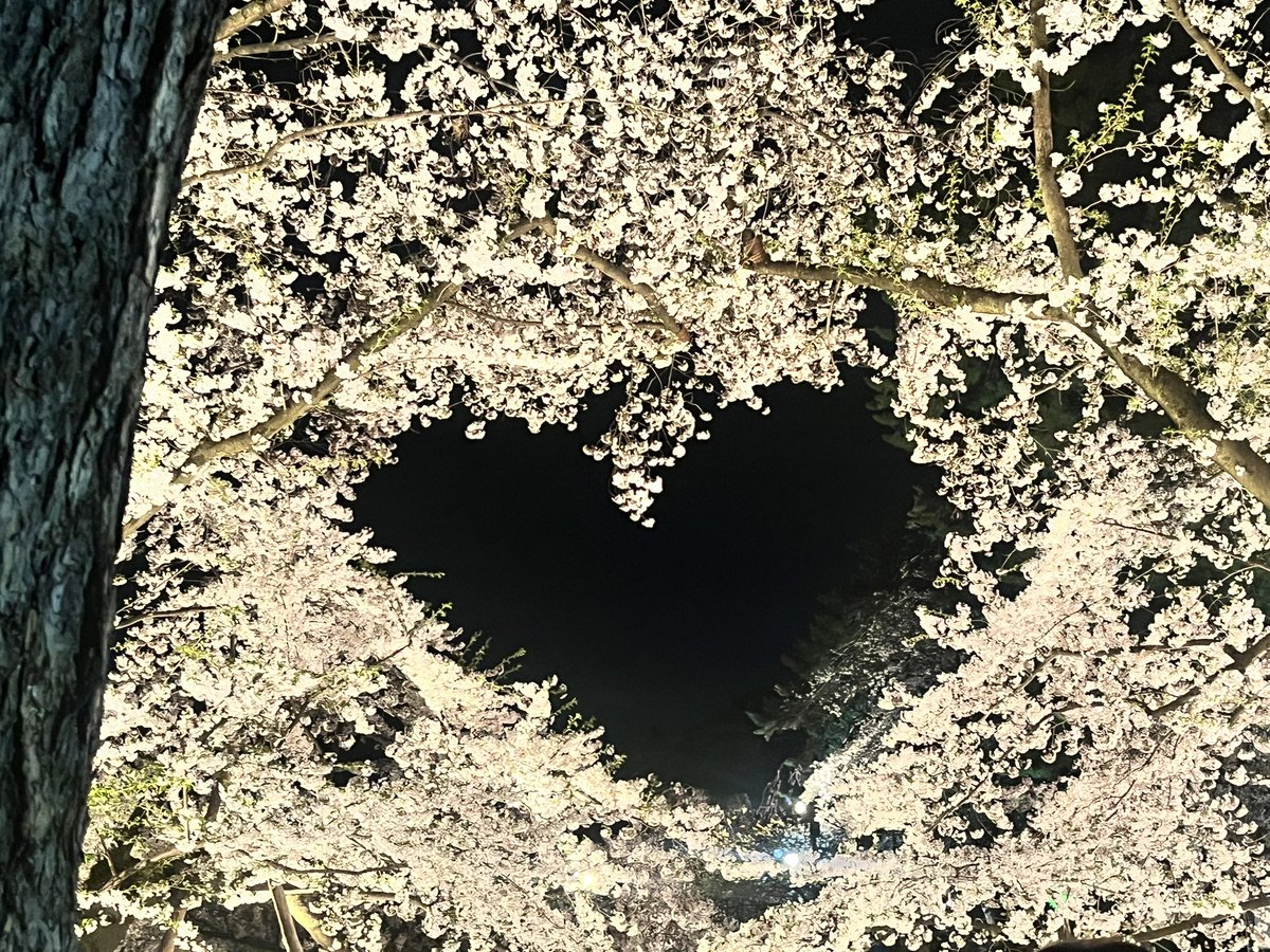 meki0430's tweet photo. 今年も弘前さくらまつりに行ってきました🌸(時差です)
一房に何個も花芽がついて花がもこもこ丸く連なって見えるのは、さすが弘前だな−(ᴗ͈ˬᴗ͈)🍎
今回は開花が早かったのに、特に混んでいる感じがしました🤔

#弘前さくらまつり https://t.co/fQFFvNIsnu