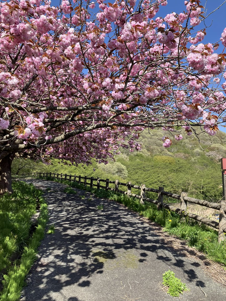八重桜も見頃です(秋田市雄和)
根元付近にヤマタノオロチみたいな木がありました