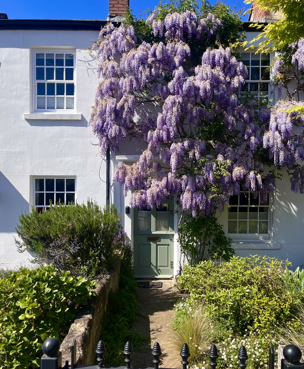 Visit_Richmond1's tweet image. 💜 It's wisteria season in Richmond upon Thames.
Soak some sun, watch some wisteria blooming and relax this Sunday!
#wisteria #springinlondon 
@LBRUT