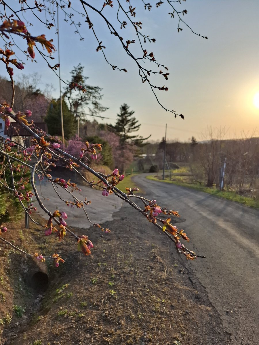 elephant_0011's tweet photo. 今日は気温が上がって桜が一気に咲いてきた　
やっと桜前線が北上して来ました🌸 https://t.co/NI3DxousB0